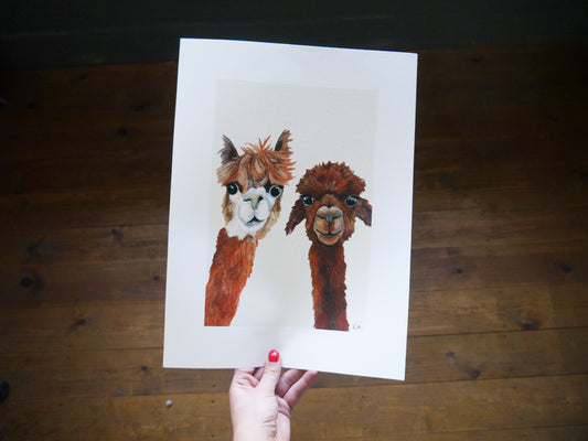 Alpacas Art Print