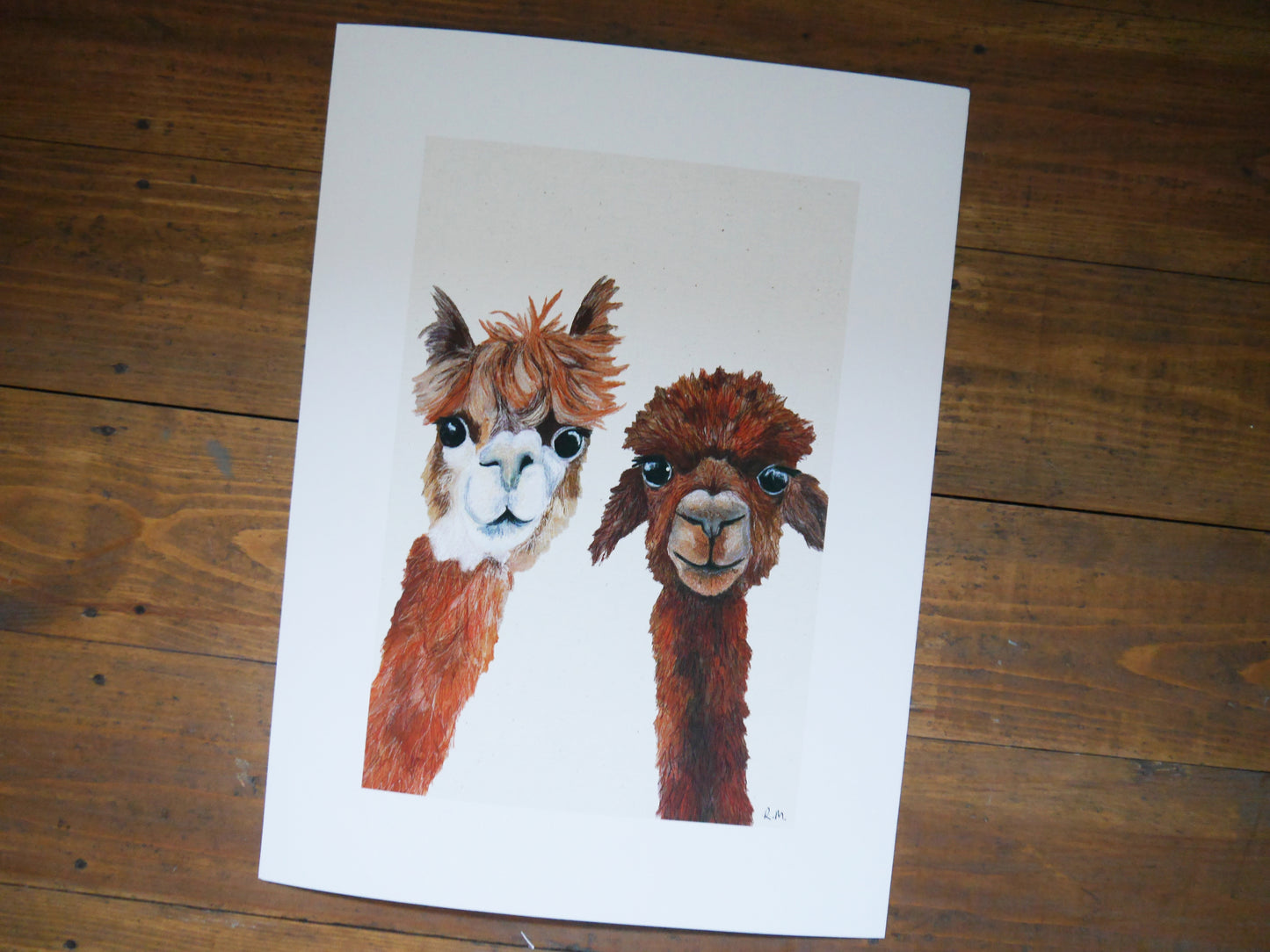 Alpacas Art Print