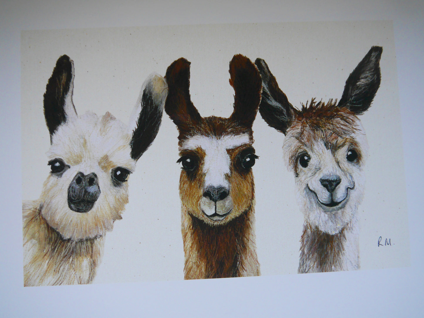 Llamas Art Print