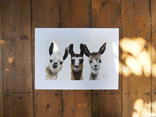 Llamas Art Print