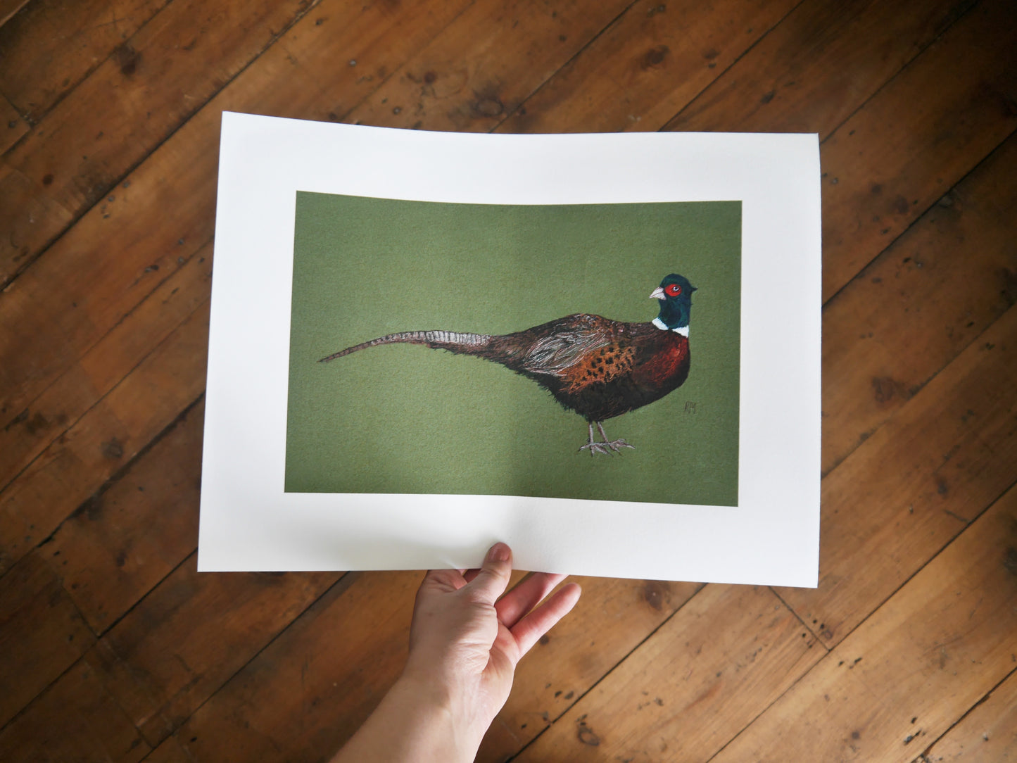 Pheasant Art Print